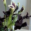 jill_mccarthy